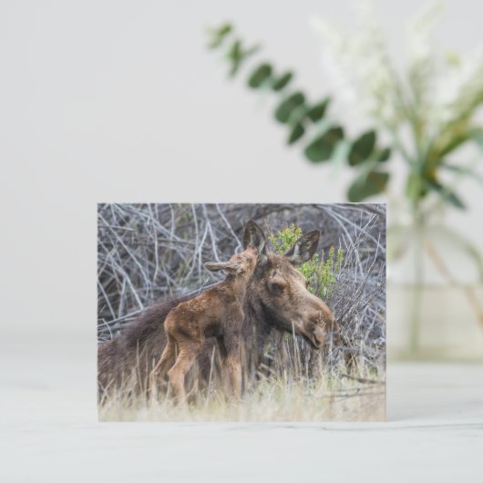 Newborn Moose Calf Nuzzling zijn moeder Briefkaart (Staand voorkant)