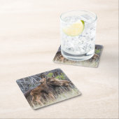 Newborn Moose Calf Nuzzling zijn moeder Kartonnen Onderzetters (Insitu)