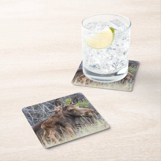 Newborn Moose Calf Nuzzling zijn moeder Kartonnen Onderzetters (Insitu)