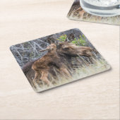 Newborn Moose Calf Nuzzling zijn moeder Kartonnen Onderzetters (Schuin)