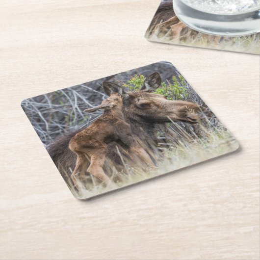 Newborn Moose Calf Nuzzling zijn moeder Kartonnen Onderzetters (Schuin)