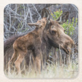Newborn Moose Calf Nuzzling zijn moeder Kartonnen Onderzetters (Voorkant)