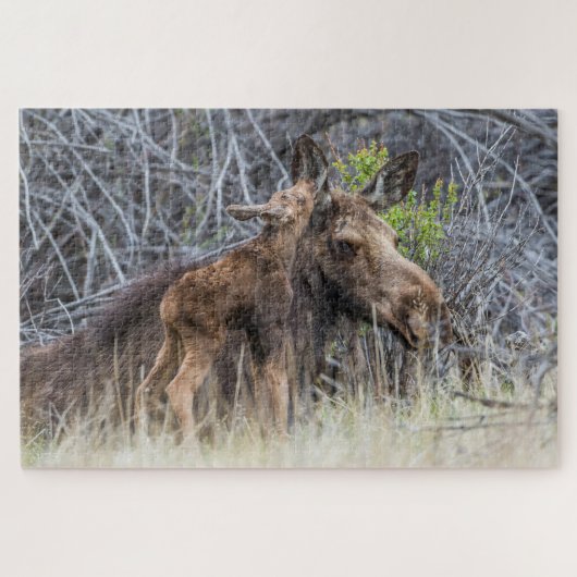 Newborn Moose Calf Nuzzling zijn moeder Legpuzzel (Horizontaal)