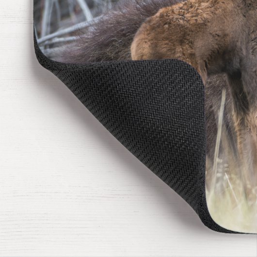 Newborn Moose Calf Nuzzling zijn moeder Muismat (Hoek)