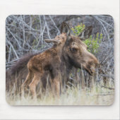 Newborn Moose Calf Nuzzling zijn moeder Muismat (Voorkant)