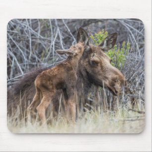 Newborn Moose Calf Nuzzling zijn moeder Muismat