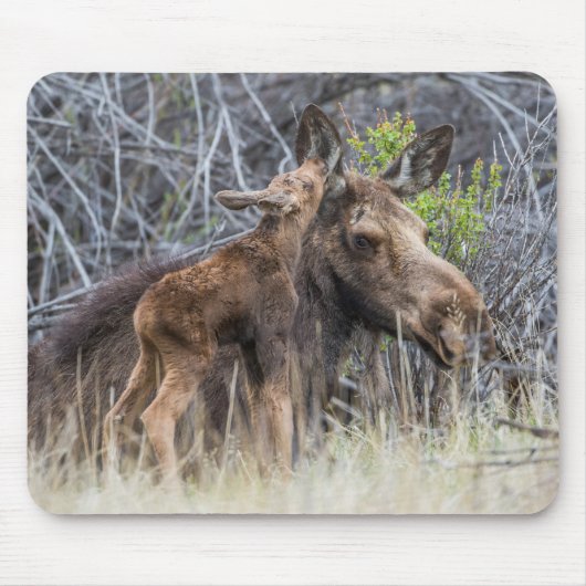 Newborn Moose Calf Nuzzling zijn moeder Muismat (Voorkant)