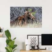 Newborn Moose Calf Nuzzling zijn moeder Poster (Thuiskantoor)