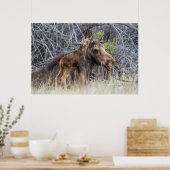 Newborn Moose Calf Nuzzling zijn moeder Poster (Keuken)