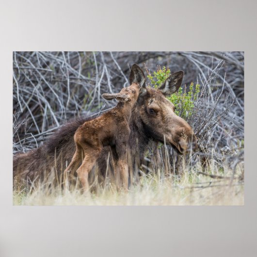 Newborn Moose Calf Nuzzling zijn moeder Poster (Voorkant)