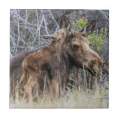 Newborn Moose Calf Nuzzling zijn moeder Tegeltje (Voorkant)