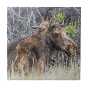 Newborn Moose Calf Nuzzling zijn moeder Tegeltje
