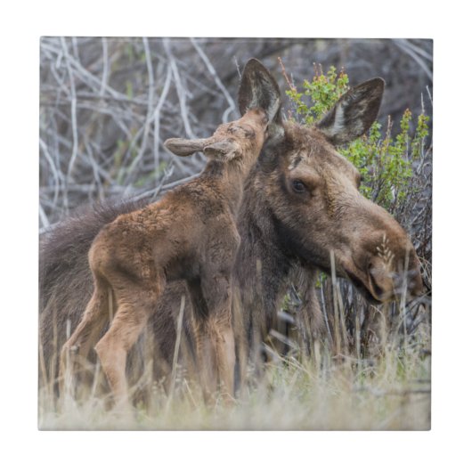 Newborn Moose Calf Nuzzling zijn moeder Tegeltje (Voorkant)