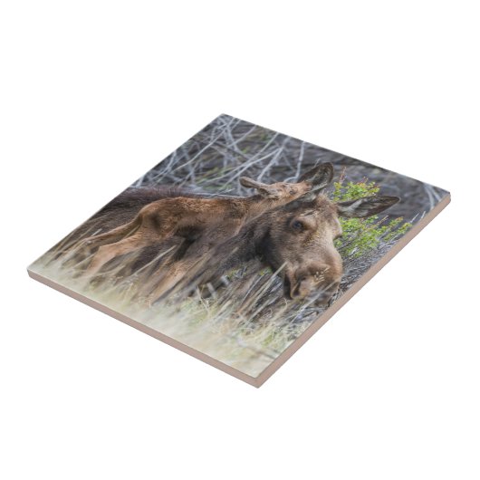 Newborn Moose Calf Nuzzling zijn moeder Tegeltje (Zijkant)