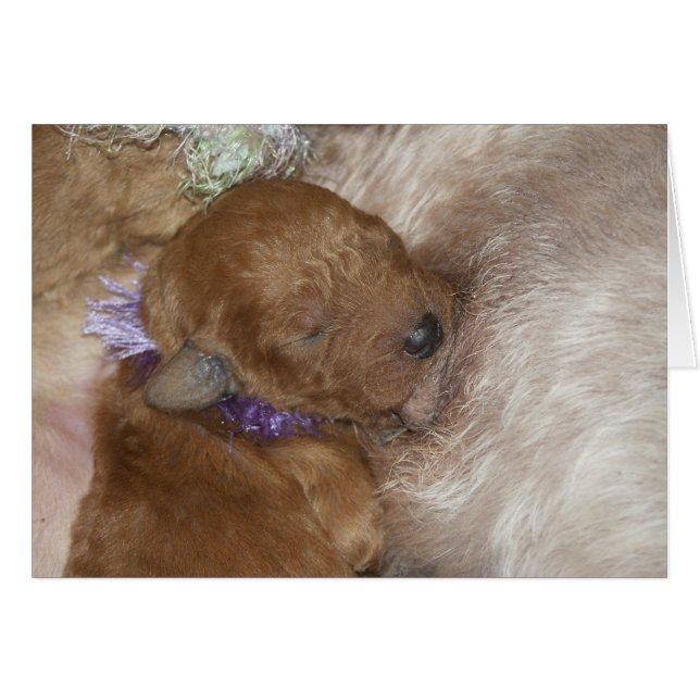 Newborn-reeks-09 (Voorkant Horizontaal)