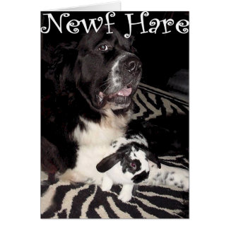 Newf Hare