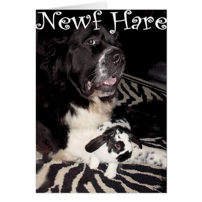Newf Hare (Voorkant)