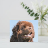 newfie brown.png briefkaart (Staand voorkant)