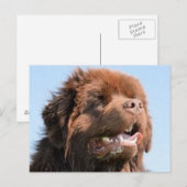 newfie brown.png briefkaart (Voorkant / Achterkant)