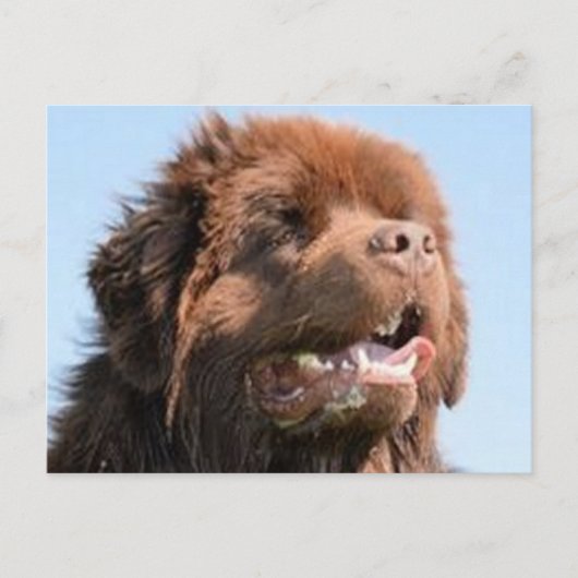 newfie brown.png briefkaart (Voorkant)
