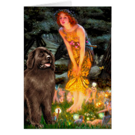 Newfie (bruin) - MidEve