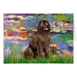 Newfie (bruin) - Waterlelies 2