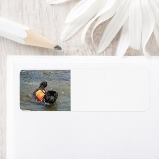 newfie in water.png etiket (Insitu)