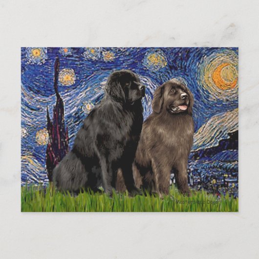 Newfie Pair - Sterrennacht Briefkaart (Voorkant)