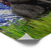 Newfie Trio - Sterrennacht Poster (Hoek)