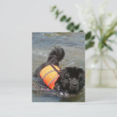 Newfie Water Rescue Briefkaart (Staand voorkant)