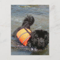 Newfie Water Rescue Briefkaart