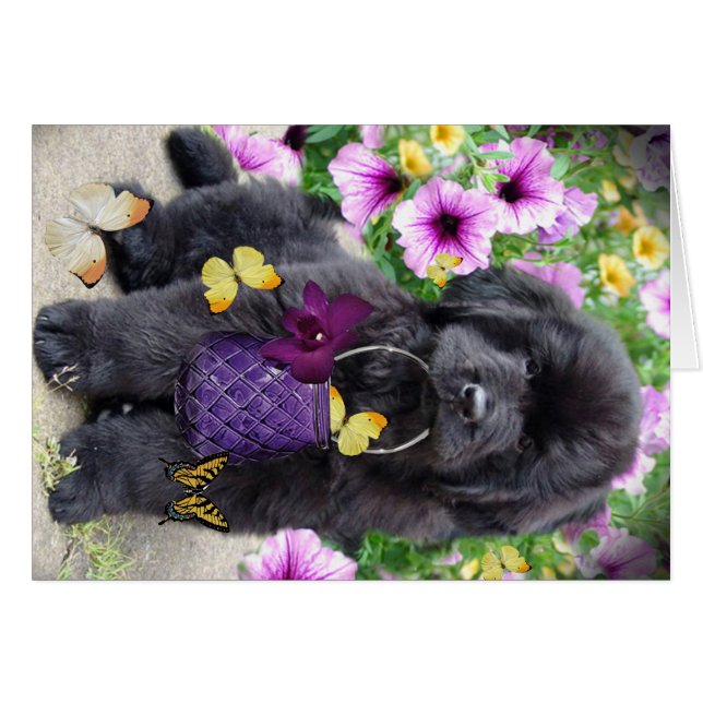 Newfoundland A Sunny Day (Voorkant Horizontaal)