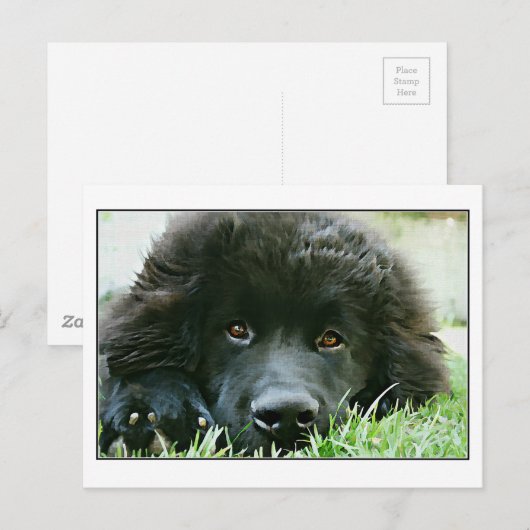 Newfoundland Briefkaart (Voorkant / Achterkant)