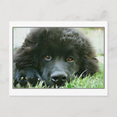 Newfoundland Briefkaart (Voorkant)