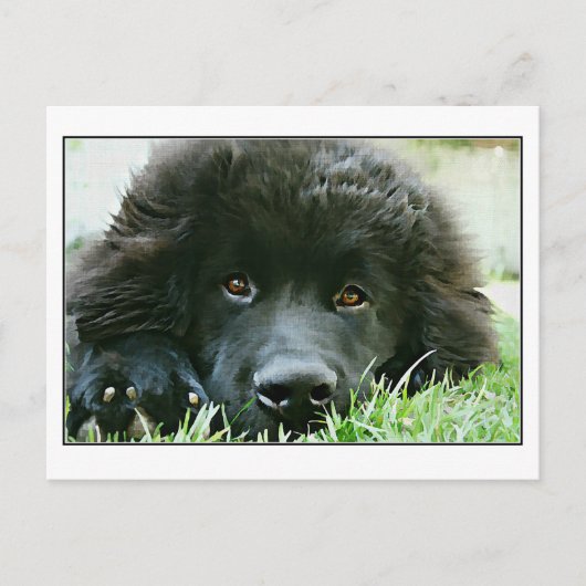 Newfoundland Briefkaart (Voorkant)