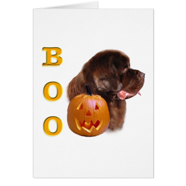 Newfoundland (bruin) Boo (Voorkant)