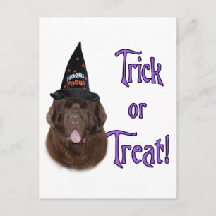 Newfoundland (bruin) Trick Briefkaart