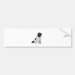 Newfoundland (C) - Landseer #1 Bumpersticker