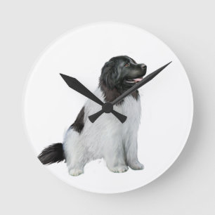 Newfoundland (C) - Landseer #1 Ronde Klok