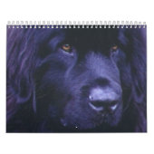 Newfoundland Calendar Kalender (Hoes)