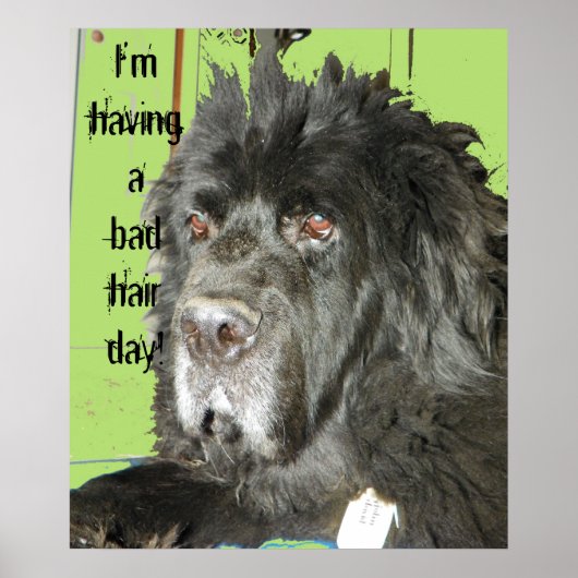 Newfoundland Dog Bad Hair Day poster (Voorkant)