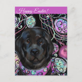 Newfoundland Dog Briefkaart (Voorkant)