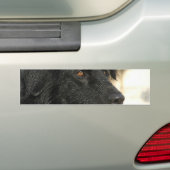 Newfoundland Dog Bumpersticker (Op auto)