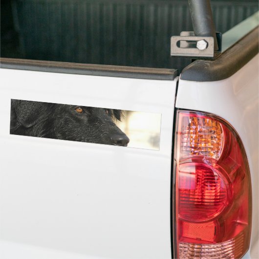 Newfoundland Dog Bumpersticker (Op Truck)