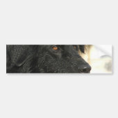 Newfoundland Dog Bumpersticker (Voorkant)
