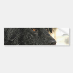 Newfoundland Dog Bumpersticker