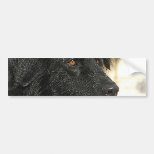 Newfoundland Dog Bumpersticker (Voorkant)