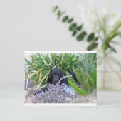 Newfoundland Dog & Flowers 156 Briefkaart (Staand voorkant)