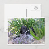 Newfoundland Dog & Flowers 156 Briefkaart (Voorkant / Achterkant)