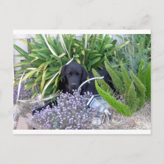Newfoundland Dog & Flowers 156 Briefkaart (Voorkant)